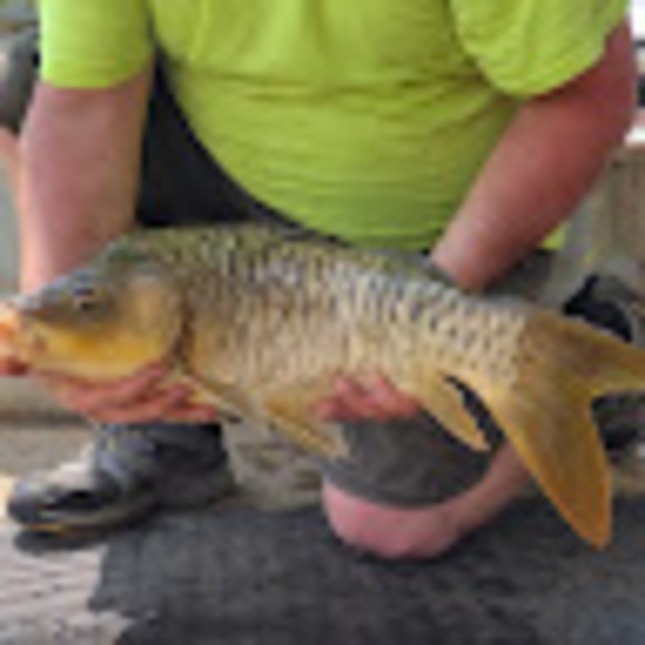 Meet your Posher, Casey - Picture 1 of 1